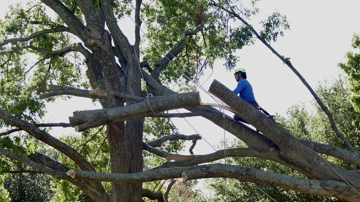 Professional Hazardous Tree Removal performed by certified arborists in Maroa