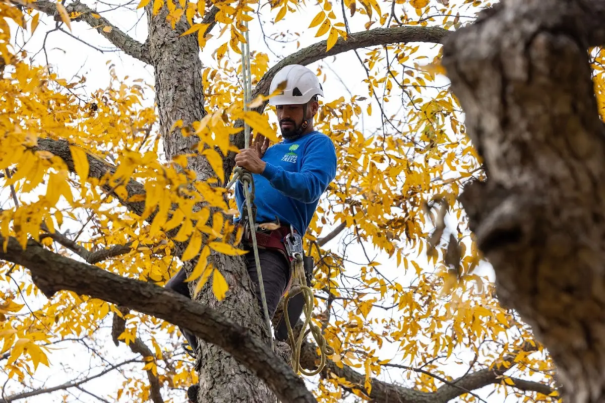 Skilled Storm Damage Cleanup crew working in Maroa